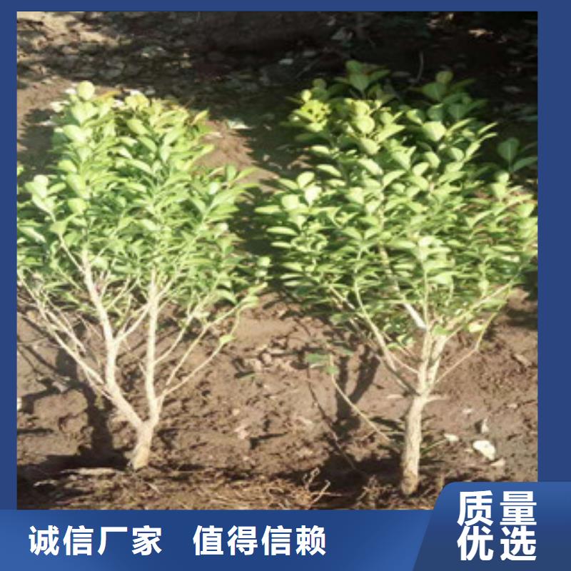 宿根花卉_水生植物/荷花睡莲保障产品质量