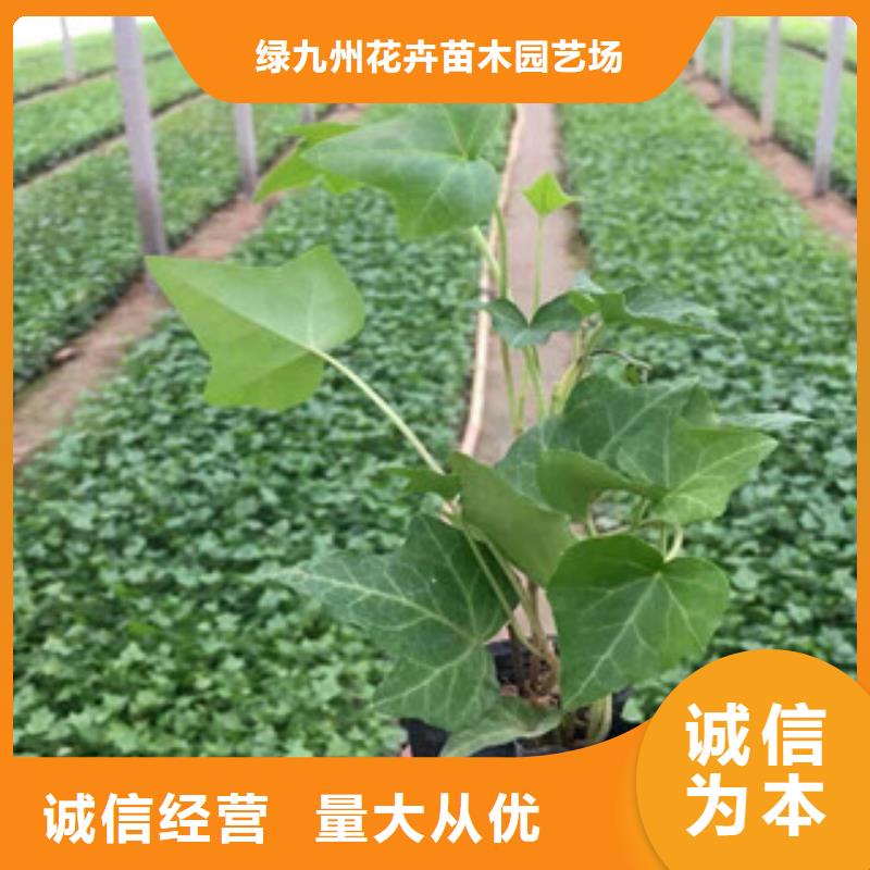 宿根花卉_水生植物/荷花睡莲保障产品质量