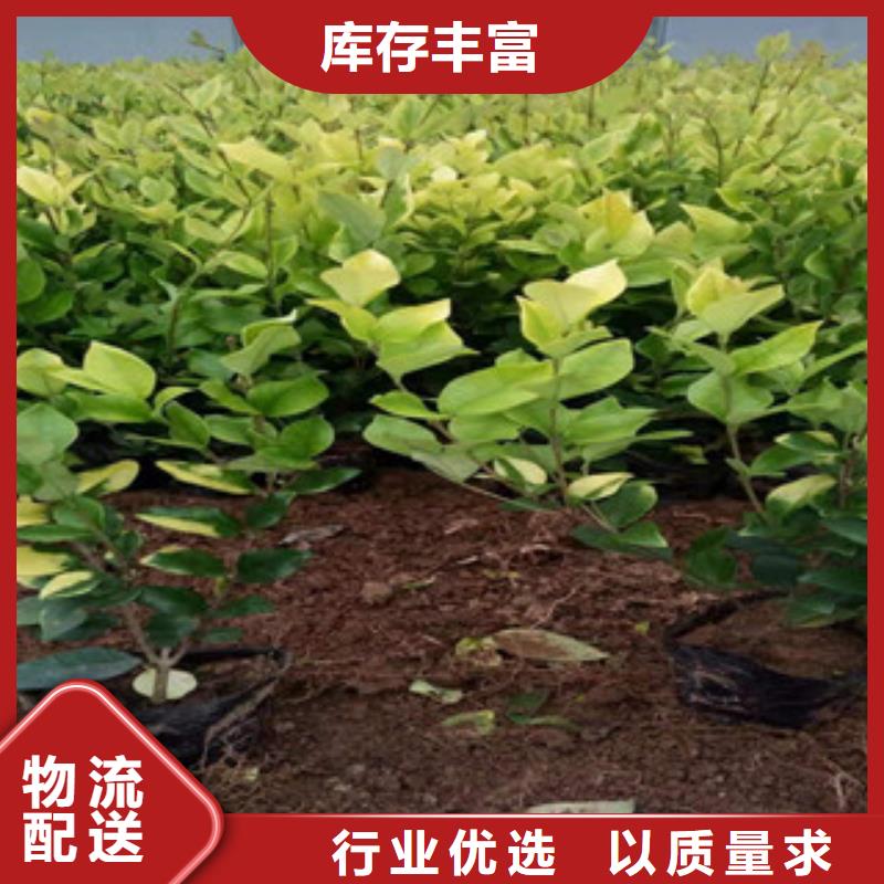 宿根花卉_水生植物/荷花睡莲保障产品质量