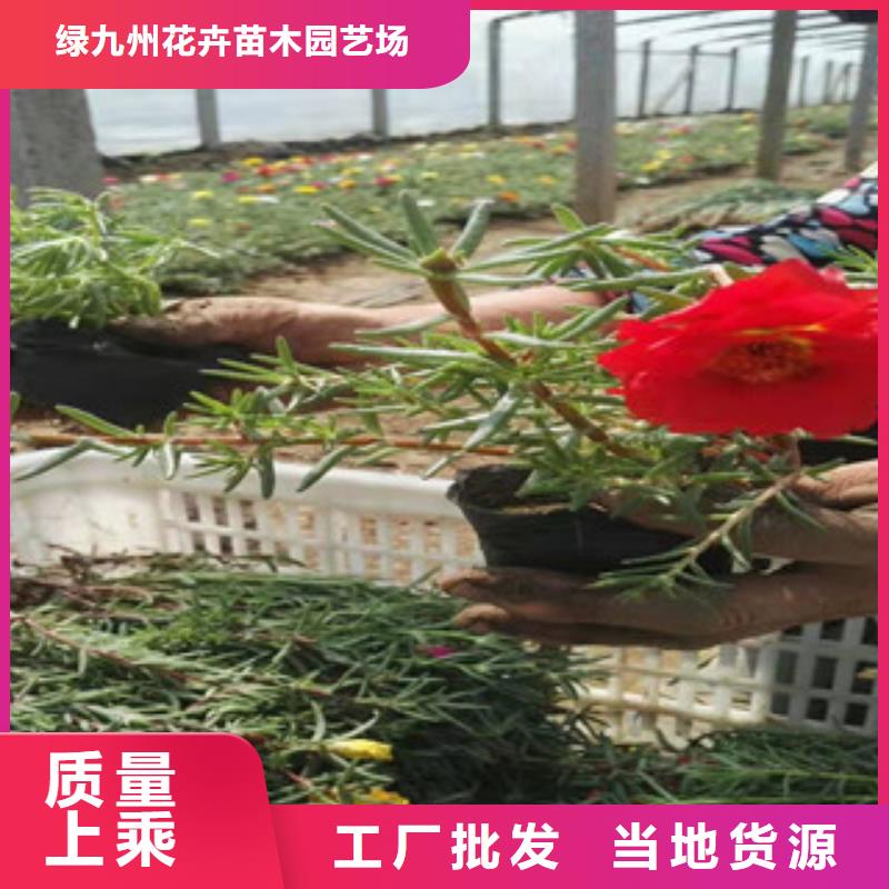 宿根花卉_水生植物/荷花睡莲保障产品质量