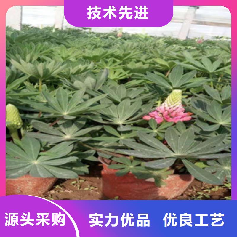 宿根花卉_水生植物/荷花睡莲保障产品质量