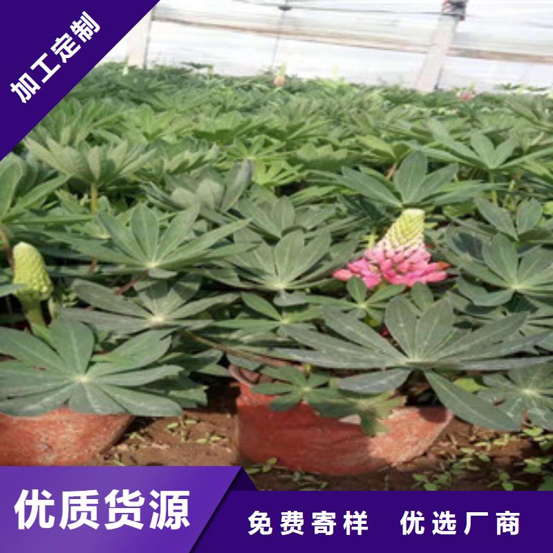 宿根花卉_水生植物/荷花睡莲保障产品质量