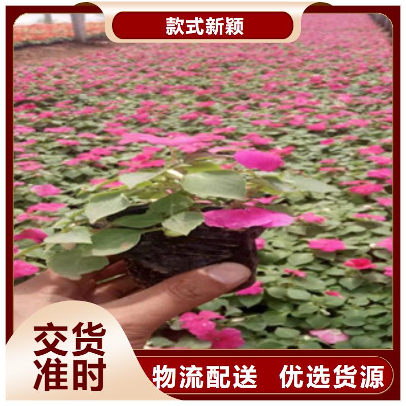 宿根花卉_水生植物/荷花睡莲保障产品质量