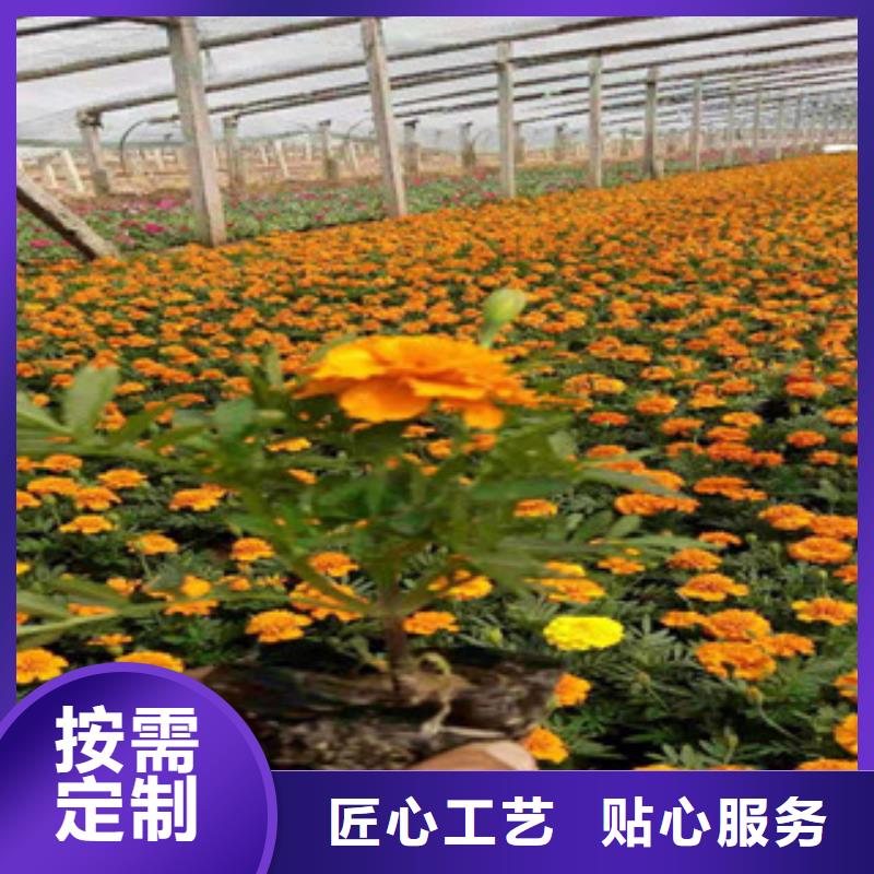 宿根花卉_水生植物/荷花睡莲保障产品质量