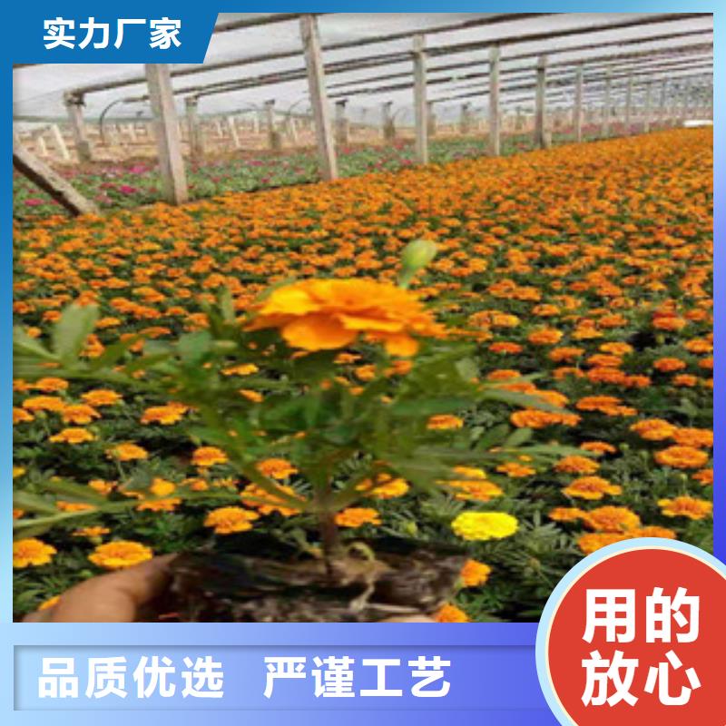宿根花卉_水生植物/荷花睡莲保障产品质量