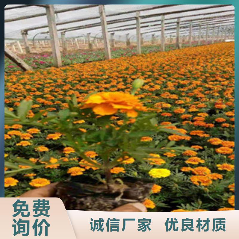 宿根花卉_水生植物/荷花睡莲保障产品质量