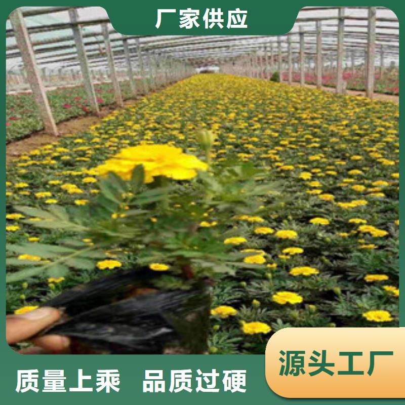 宿根花卉_水生植物/荷花睡莲保障产品质量