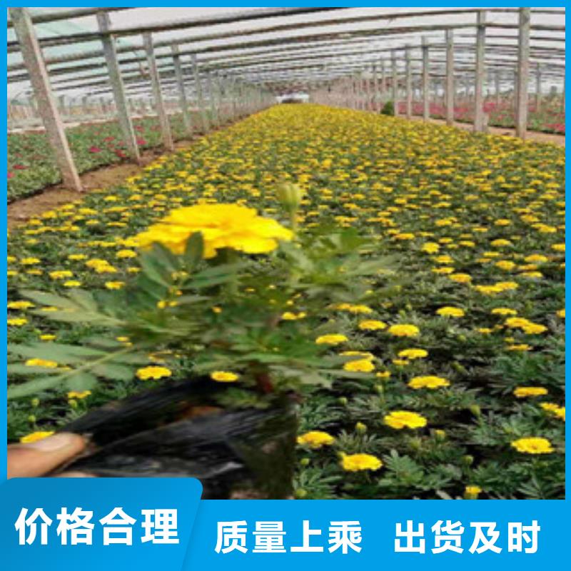 宿根花卉_水生植物/荷花睡莲保障产品质量