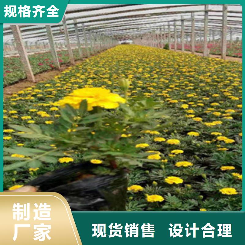 宿根花卉_水生植物/荷花睡莲保障产品质量