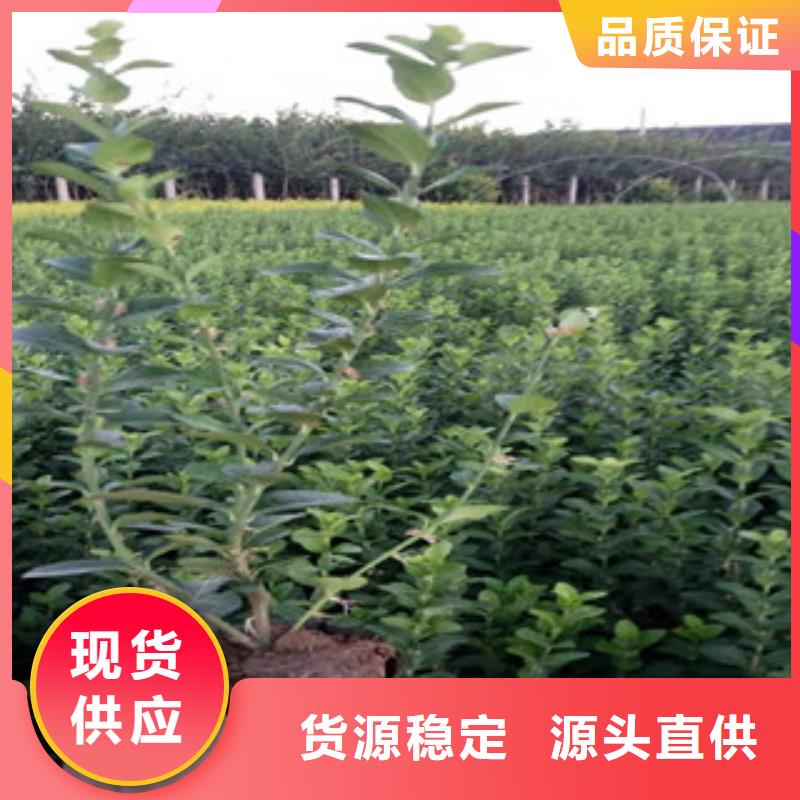 宿根花卉_水生植物/荷花睡莲保障产品质量