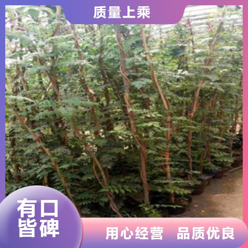宿根花卉_水生植物/荷花睡莲保障产品质量