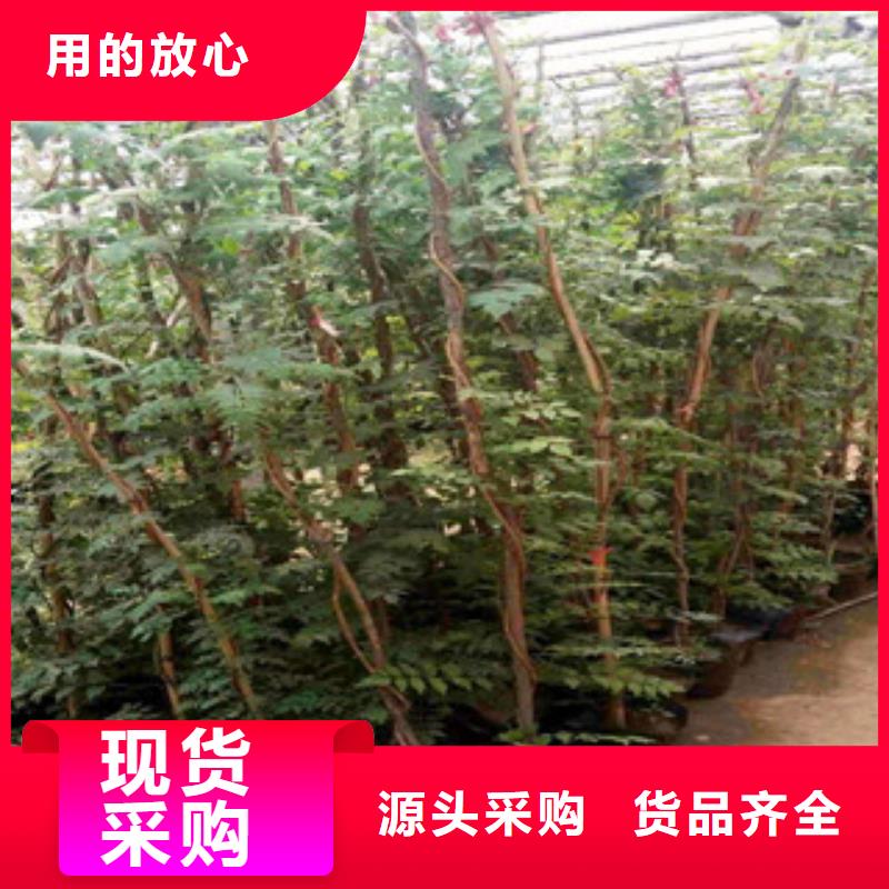 宿根花卉_水生植物/荷花睡莲保障产品质量