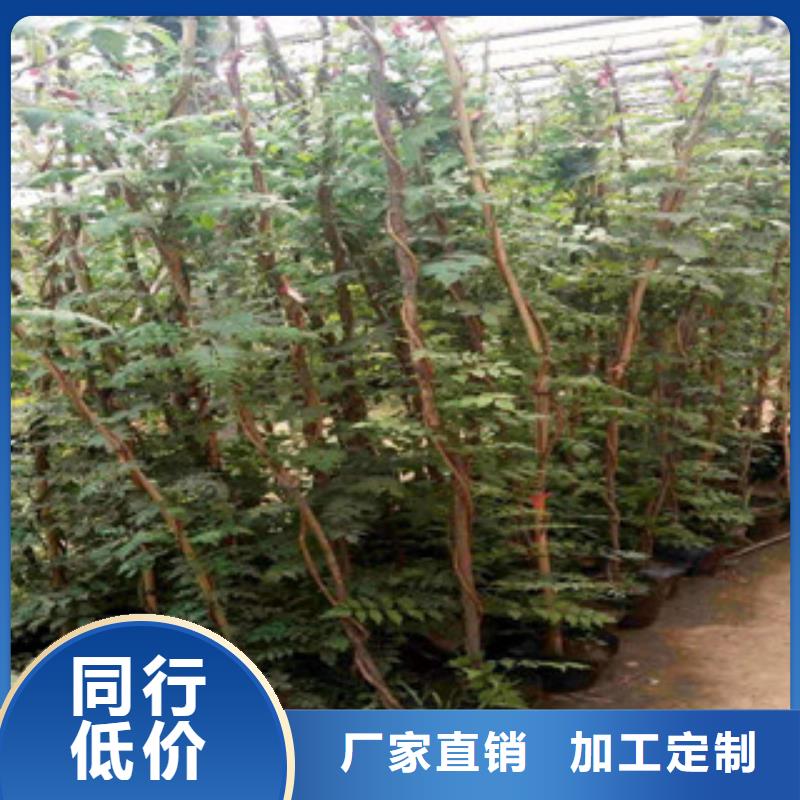 宿根花卉_水生植物/荷花睡莲保障产品质量