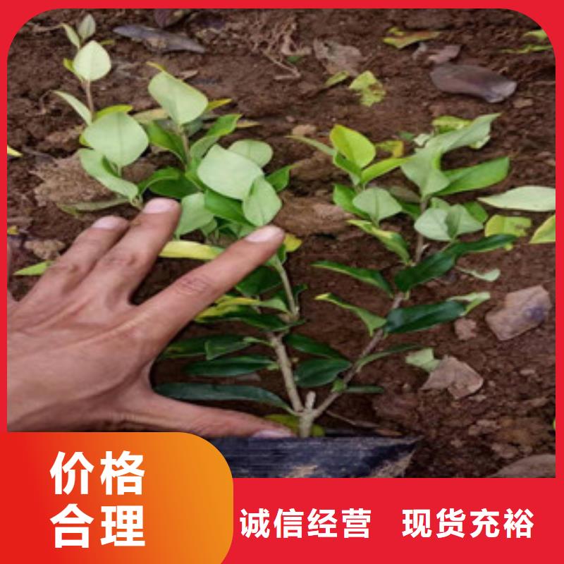 宿根花卉_水生植物/荷花睡莲保障产品质量