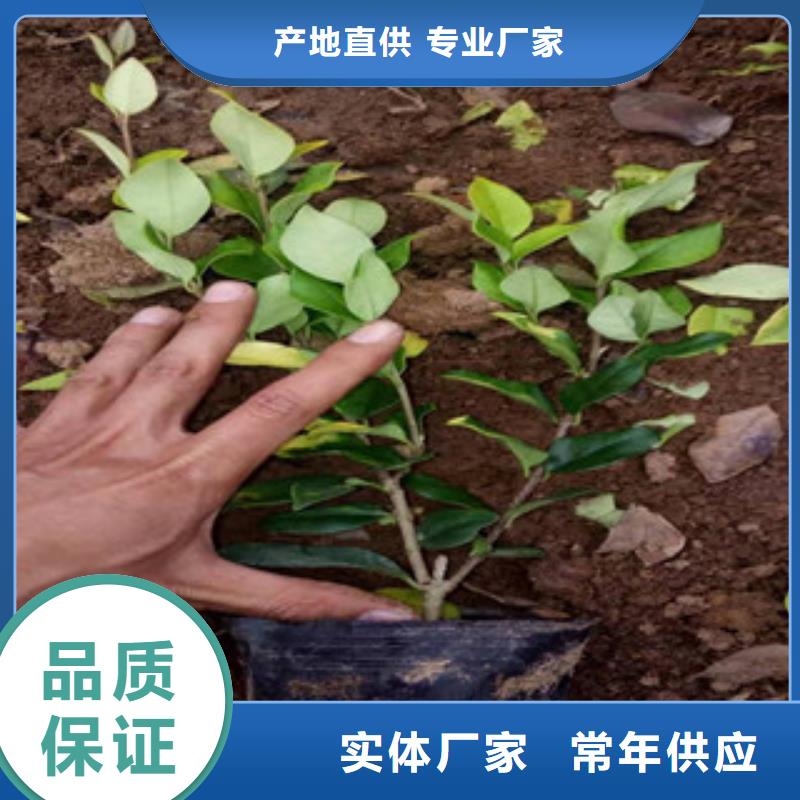 宿根花卉_水生植物/荷花睡莲保障产品质量