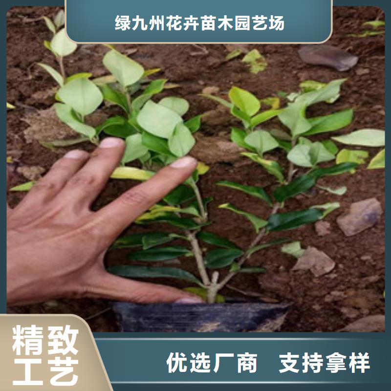 宿根花卉_水生植物/荷花睡莲保障产品质量