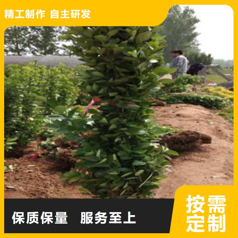 宿根花卉_水生植物/荷花睡莲保障产品质量