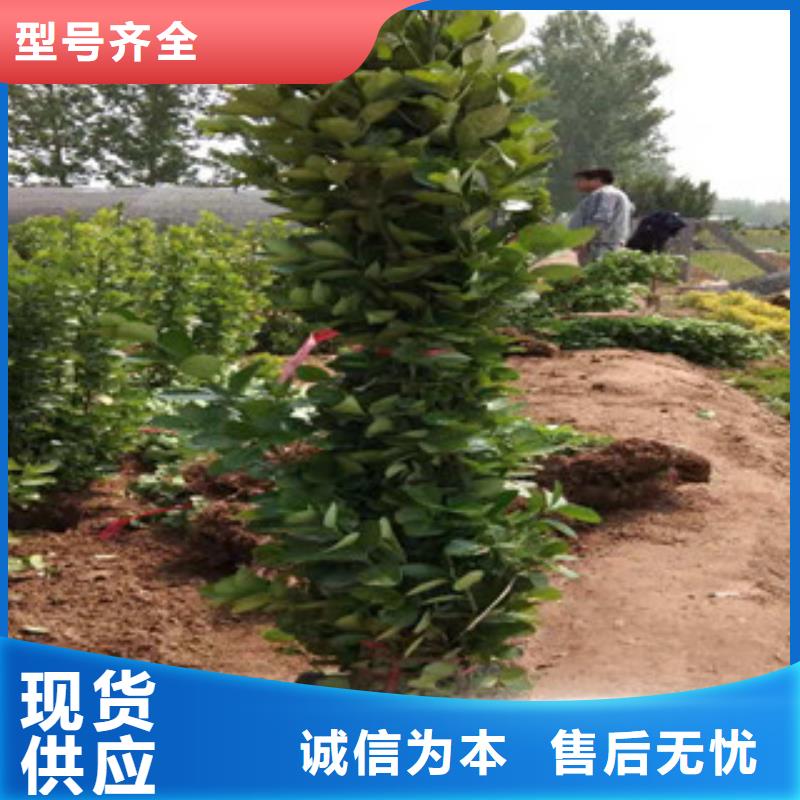 宿根花卉_水生植物/荷花睡莲保障产品质量