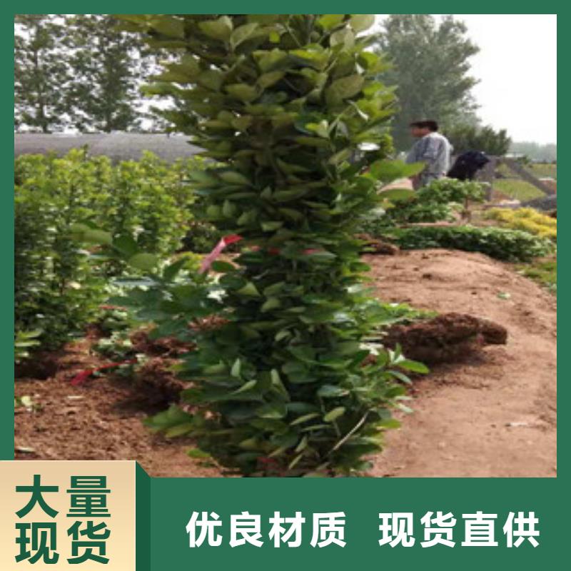 宿根花卉_水生植物/荷花睡莲保障产品质量