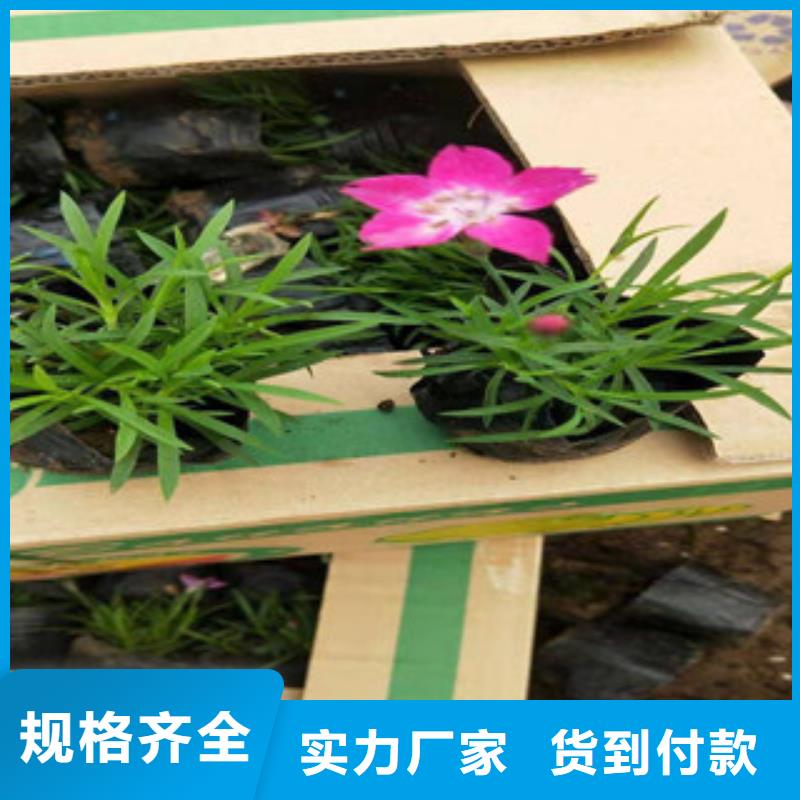 宿根花卉_水生植物/荷花睡莲保障产品质量