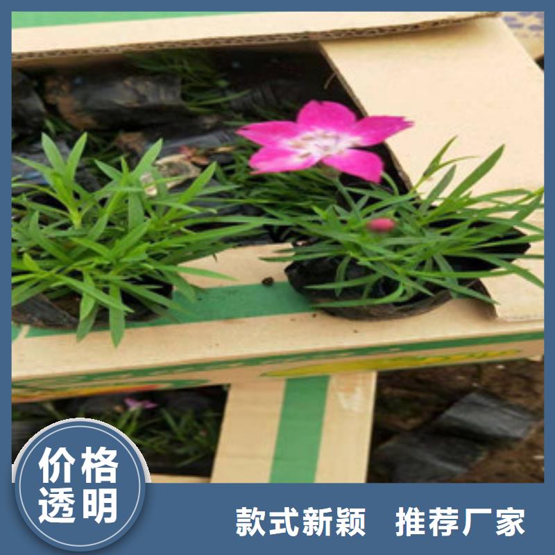 宿根花卉_水生植物/荷花睡莲保障产品质量