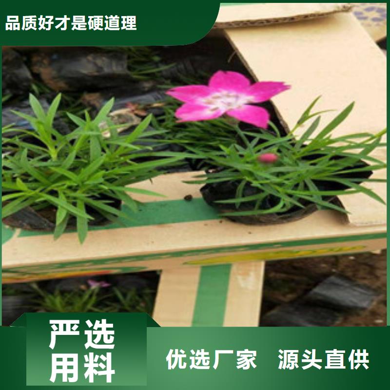 宿根花卉_水生植物/荷花睡莲保障产品质量