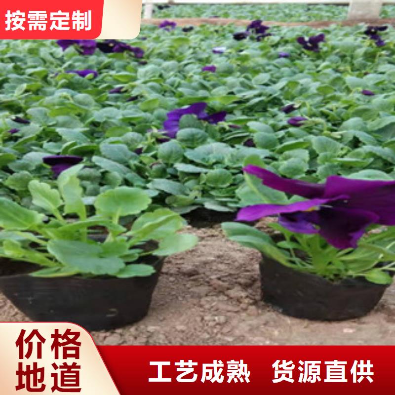 宿根花卉_水生植物/荷花睡莲保障产品质量