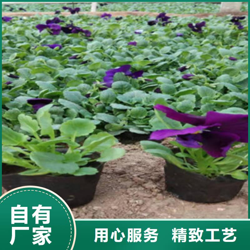 宿根花卉_水生植物/荷花睡莲保障产品质量