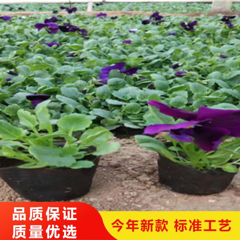 宿根花卉_水生植物/荷花睡莲保障产品质量