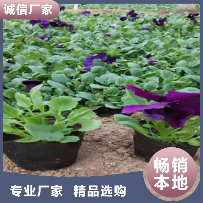 宿根花卉_水生植物/荷花睡莲保障产品质量
