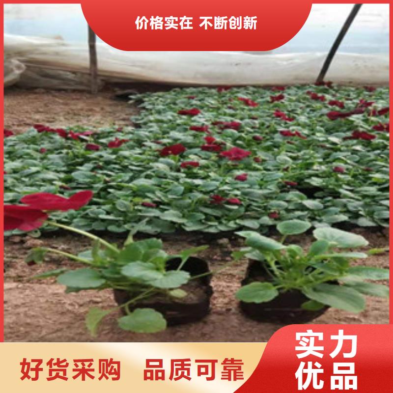 宿根花卉_水生植物/荷花睡莲保障产品质量