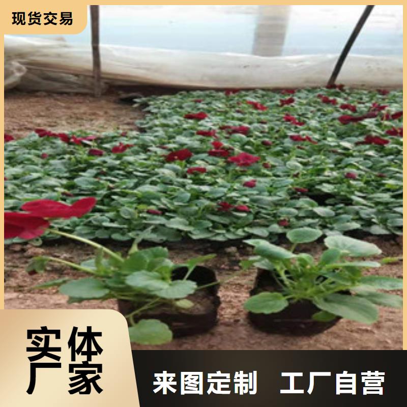 宿根花卉_水生植物/荷花睡莲保障产品质量
