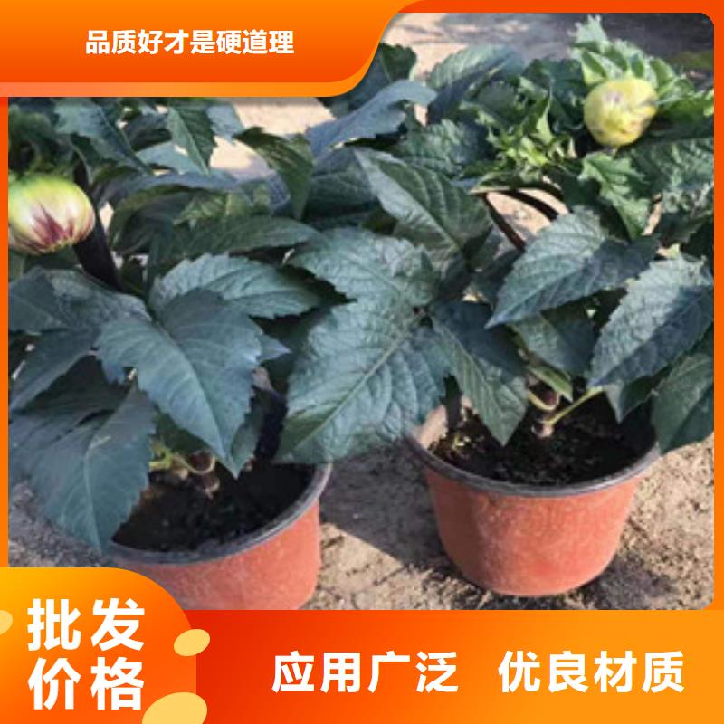 宿根花卉_水生植物/荷花睡莲保障产品质量
