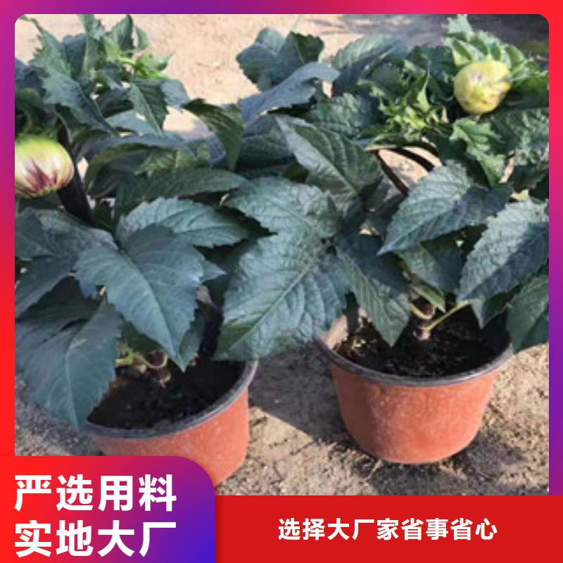 宿根花卉_水生植物/荷花睡莲保障产品质量