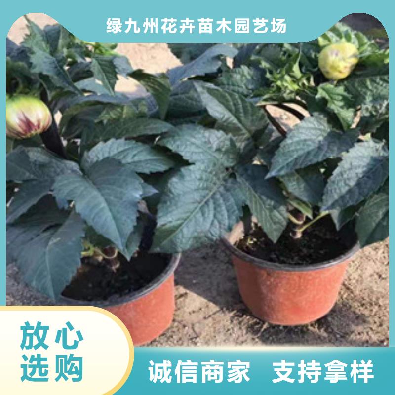 宿根花卉_水生植物/荷花睡莲保障产品质量