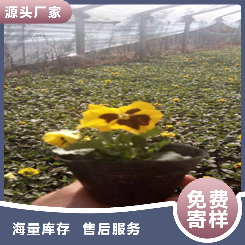 花海景观鲁冰花/粉黛乱子草一站式供应厂家