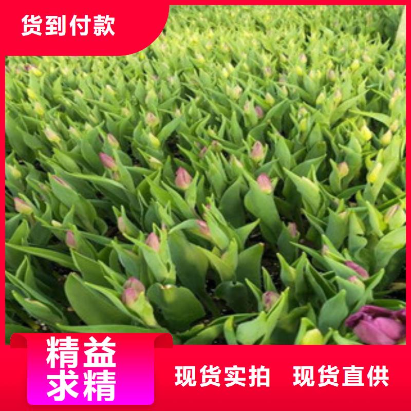 花海景观鲁冰花/粉黛乱子草一站式供应厂家