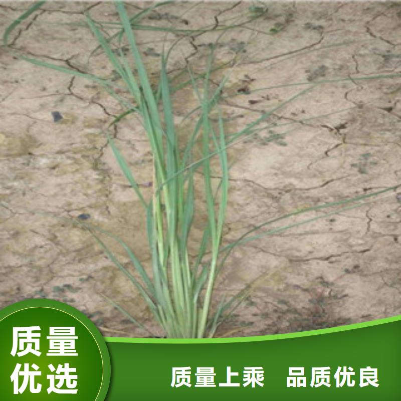 花海景观鲁冰花/粉黛乱子草一站式供应厂家