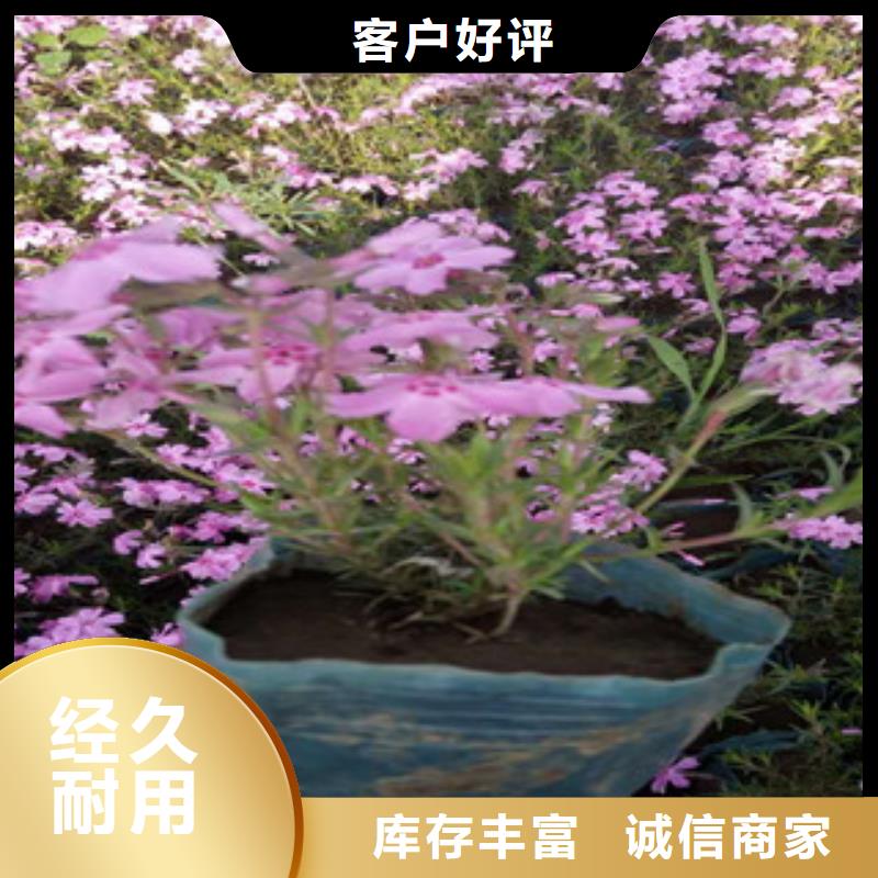花海景观鲁冰花/粉黛乱子草一站式供应厂家