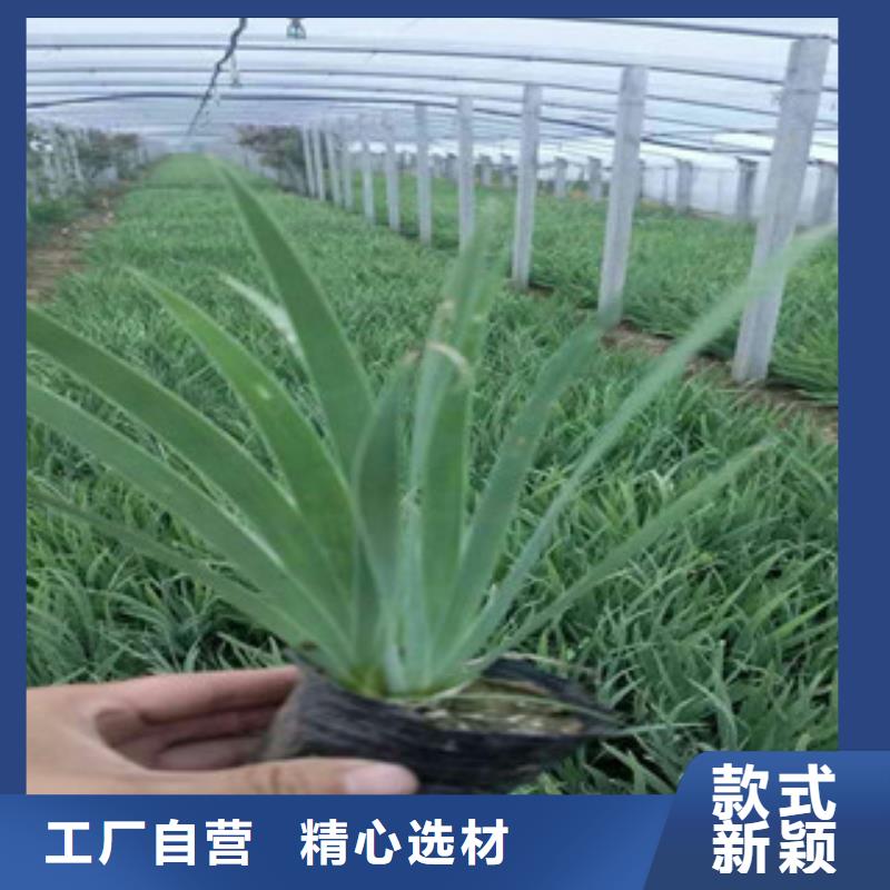 花海景观鲁冰花/粉黛乱子草一站式供应厂家