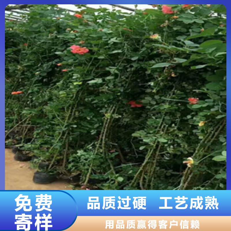 花海景观鲁冰花/粉黛乱子草一站式供应厂家