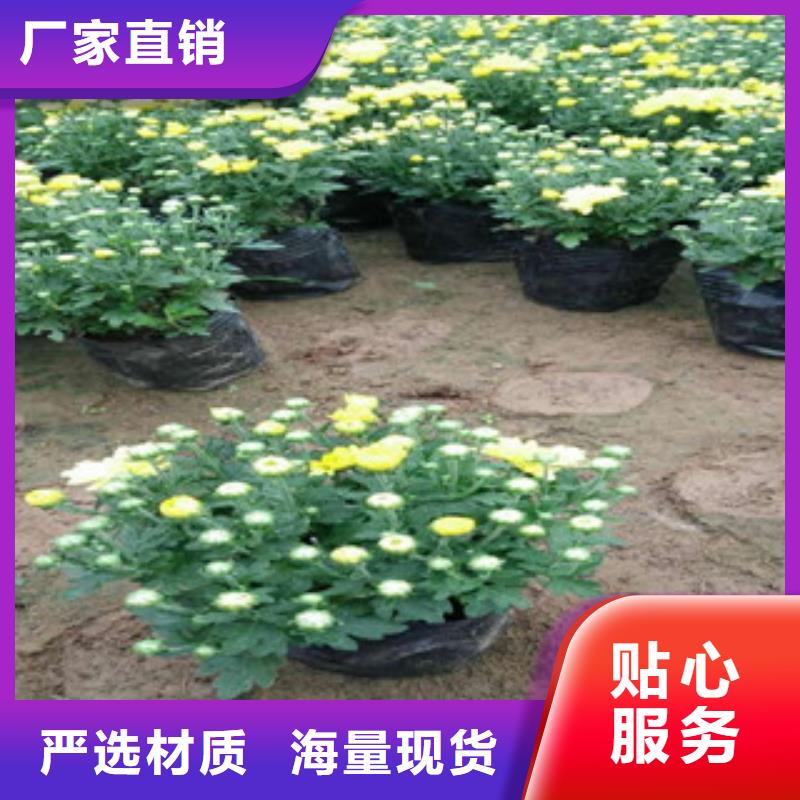 花海景观鲁冰花/粉黛乱子草一站式供应厂家