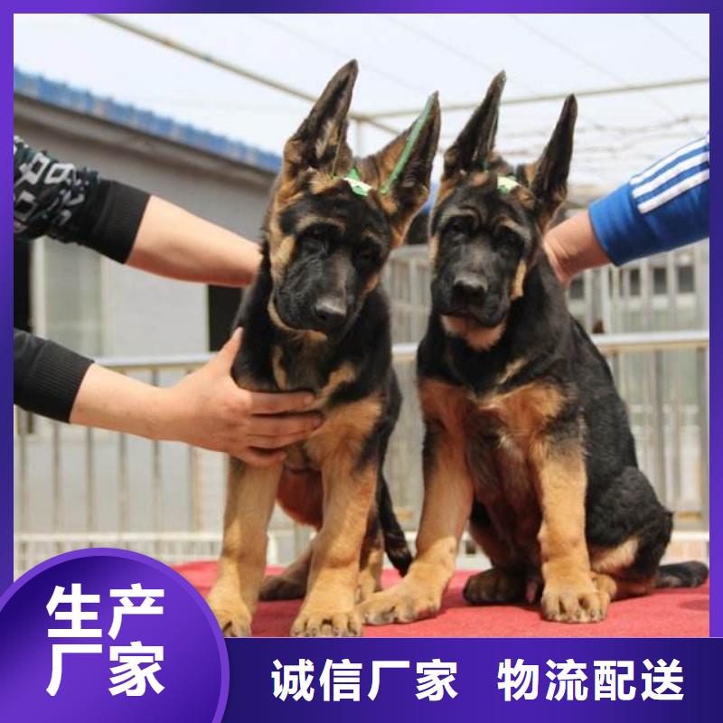 德国牧羊犬杜高犬大量现货供应