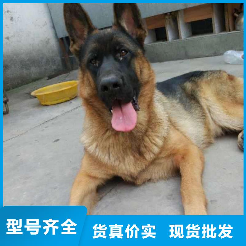 德国牧羊犬杜高犬大量现货供应