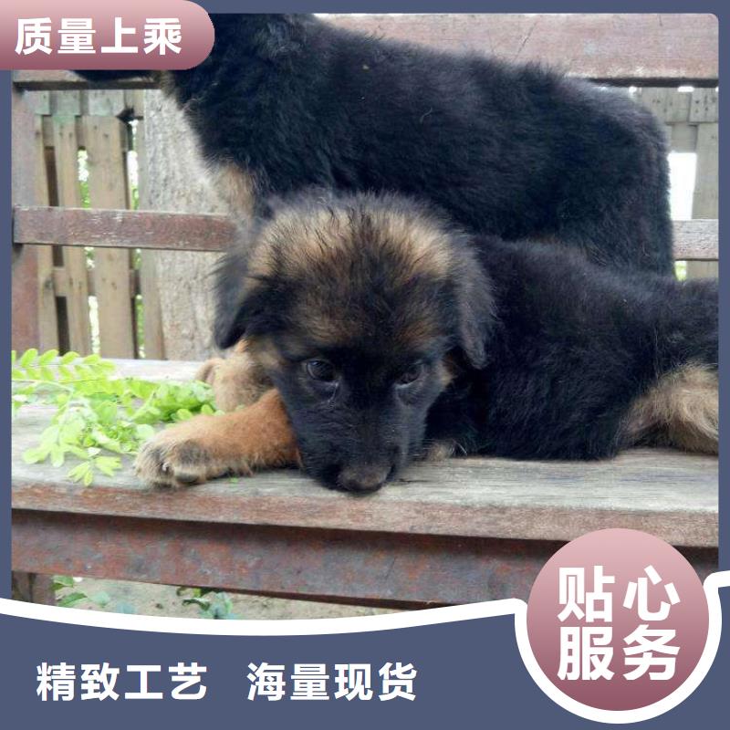 德国牧羊犬杜高犬大量现货供应