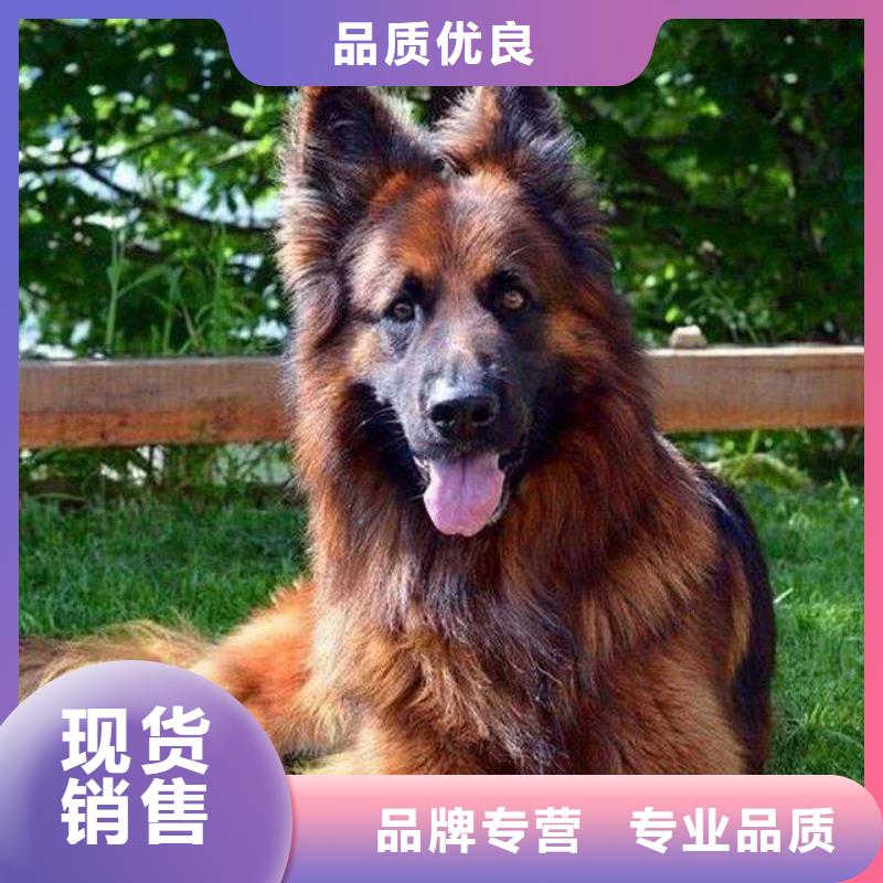 德国牧羊犬杜高犬大量现货供应