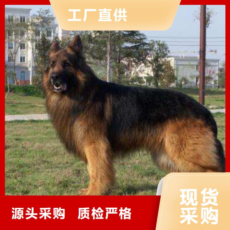 德国牧羊犬杜高犬大量现货供应
