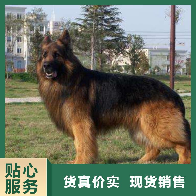 德国牧羊犬杜高犬大量现货供应