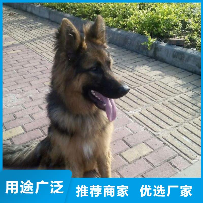 德国牧羊犬杜高犬大量现货供应