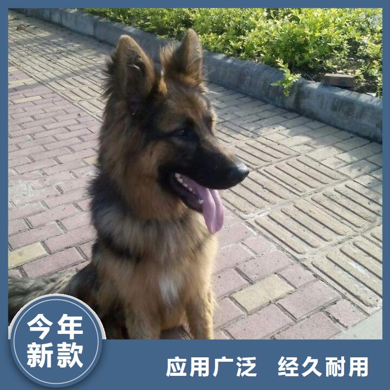 德国牧羊犬杜高犬大量现货供应